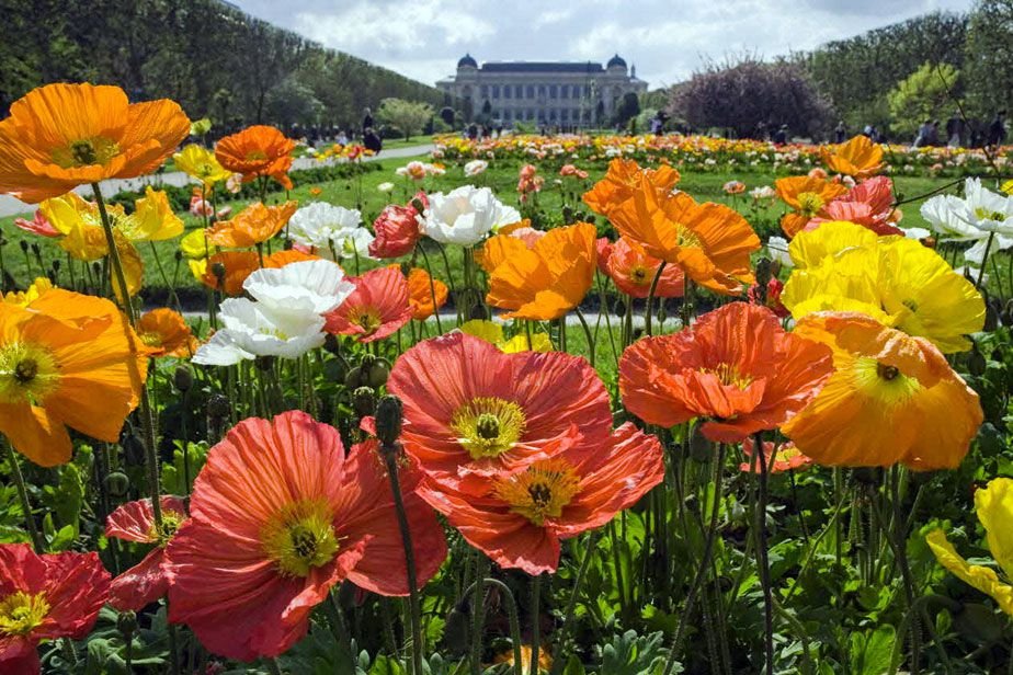 Jardin des Plantes.  Paris
Muséum nationale d'Histoire Naturelle
