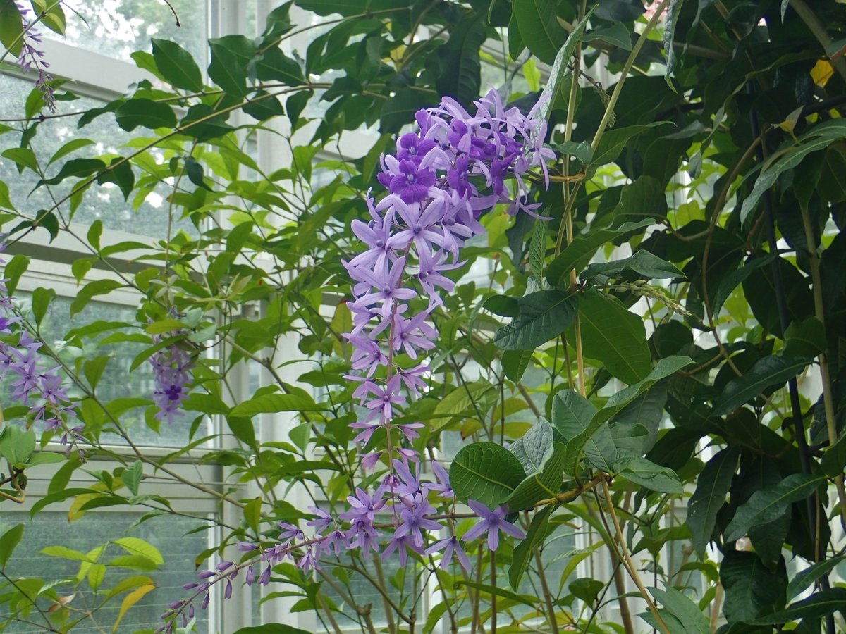 神代植物公園 ニュース スタッフより 園芸係 大温室熱帯花木室でペトレア ウォルビリスの花 が見ごろです ペトレア ウォルビリスは 中央アメリカ原産のクマツヅラ科のツル植物 青い花を房咲きに咲かせます 神代植物公園は休園中 写真でお楽しみ