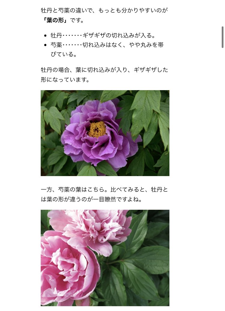 こたまま 芍薬だね 葉っぱで見分けられるよ