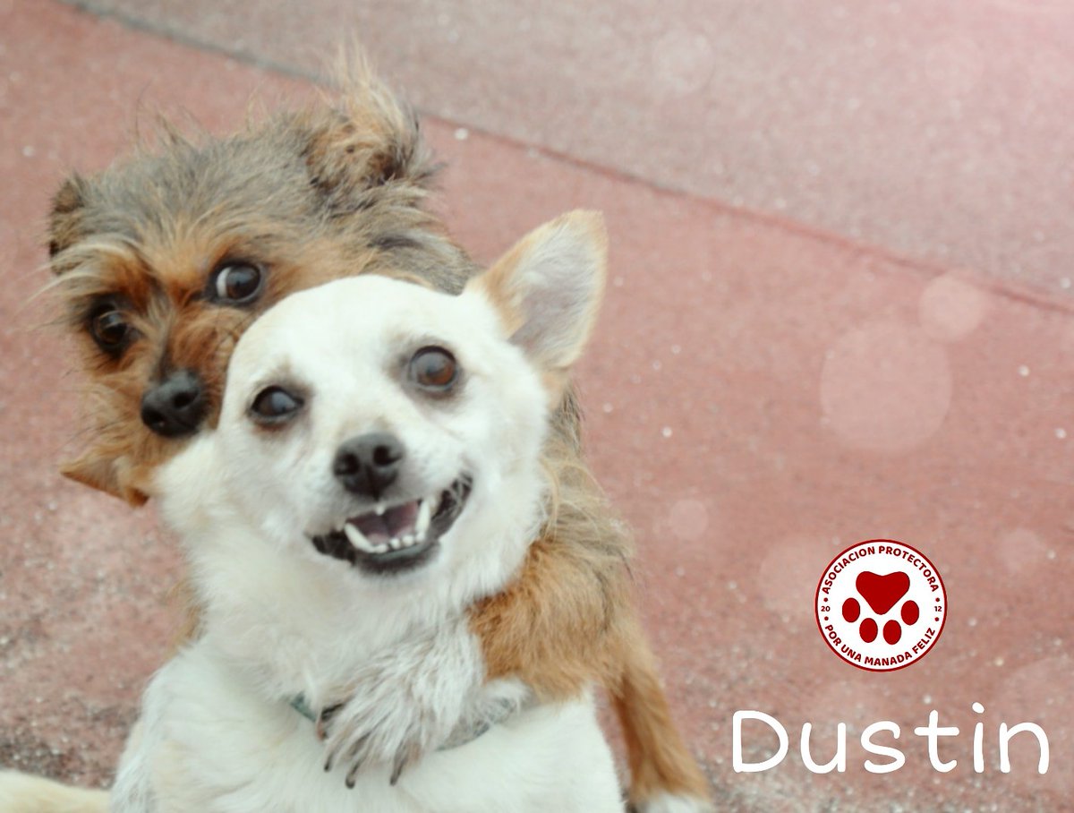 ManadaFelizCS's tweet photo. DUSTIN EN ADOPCIÓN.
Es un yayito que terminó en la perrera. Llegó con una cardiopatía, necesita tratamiento crónico. Está teniendo muchos problemas de alergia. También necesita una pastilla diaria para ésto.
Él, también merece un hogar.
Ayuda con sólo 1 ���
https://t.co/as5DJbJro5 https://t.co/8y4Ah2VHRe
