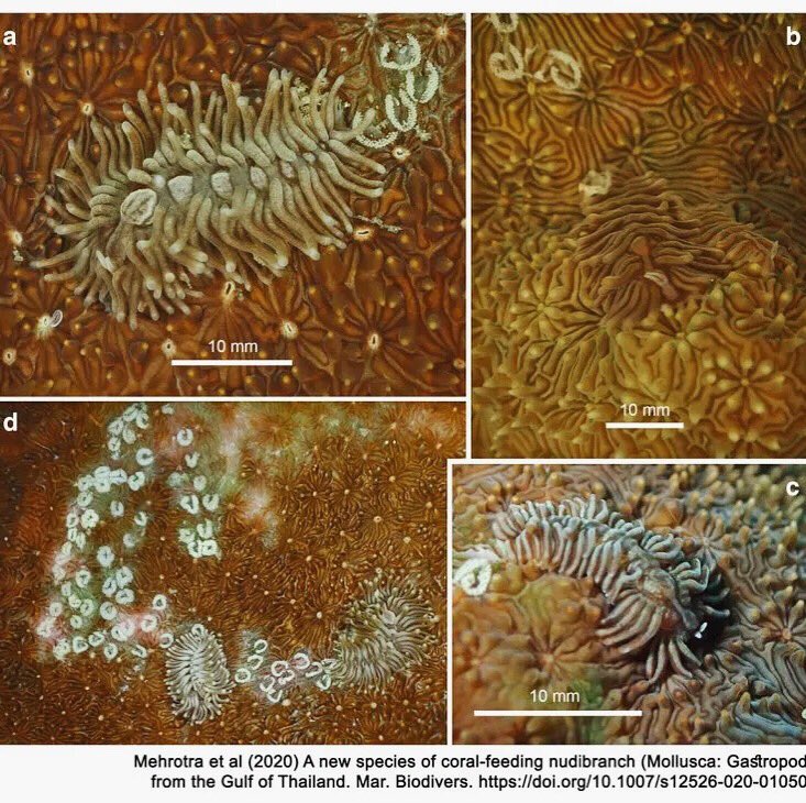 ConservationD's tweet photo. CD trainers Rahul Mehrotra &amp; Spencer Arnold described the cryptic #seaslug Phestilla viei! They also help clarify the systematics of #Phestilla slugs. Check it out! To grab a copy- contact the boys on ResearchGate or find Media Aspidea for more sluggish content on FB &amp; IG 🐛 https://t.co/rar1wWldE6
