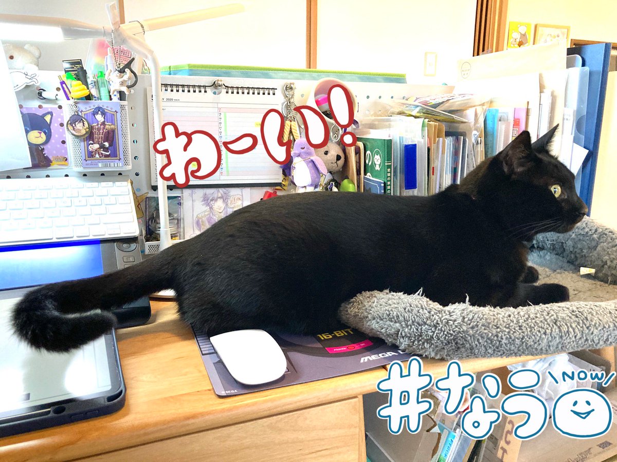 ট ইট র しおやてるこ 仕事机の邪魔猫対策 昨日の猫専用箱作戦は大失敗だったので 今日は猫ベッド用マットを設置してみた結果 違う そうじゃない 黒猫