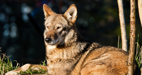 j_jjackal's tweet photo. Do you want to help save the red wolf? You can symbolically adopt one at Defenders of Wildlife! #39canimals #saveredwolves #animaladvo Learn more:
https://t.co/Qbcsp29FCO https://t.co/Za0eBgzr75