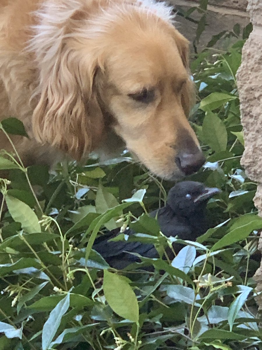 Sad kings man. We real sad in the ‘tine tonight, but made it another 24 hours without drinking so chalk up 58 days! Here’s my dog protecting a bird taken earlier today in Marina Del Rey. If we can’t protect others, what does that say of ourselves?