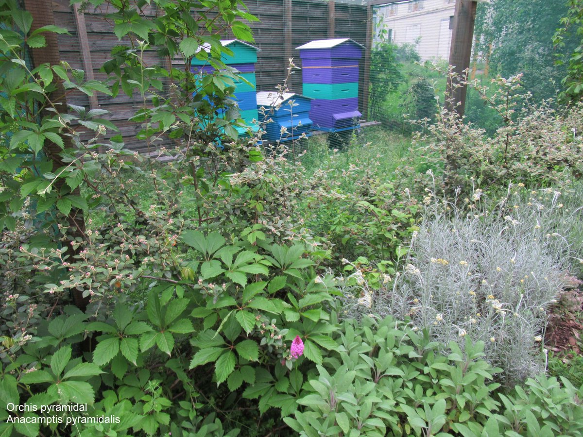JardinVillars's tweet photo. Résultats de la tonte raisonnée et du confinement au @JardinVillars : les #orchidées sauvages (orchis pyramidal, orchis bouc, ophrys araignée, céphalanthère) pointent leur tête pour notre plaisir : venez les voir devant le rucher et la statue "Allégorie de la Médecine" ! https://t.co/FvV13C7XbG