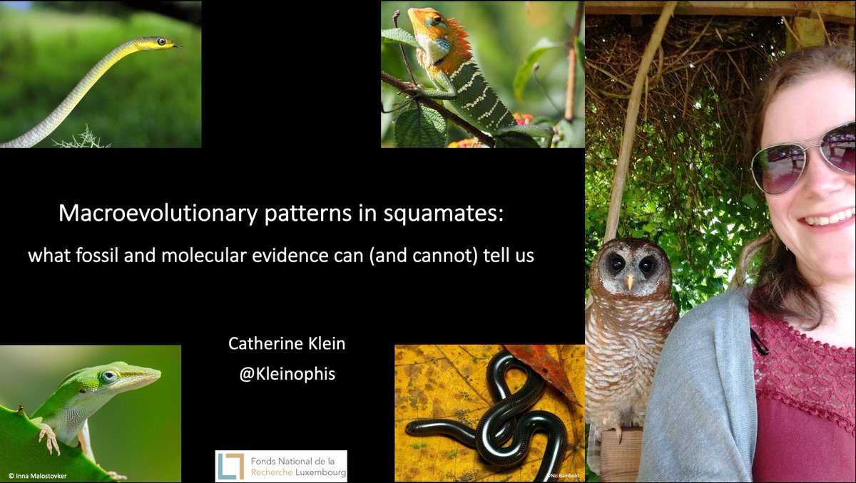 Herpetology Seminar Series tweet media