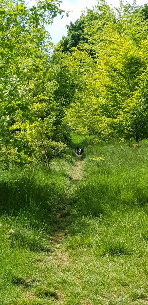 Just been for another nice walk   @WarleyWoods1