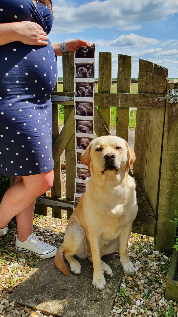 joules_the_lab's tweet photo. My only child (puppy) status is apparently expiring in early Autumn... WHAT A H*CKIN JOKE! Its gunna be like Lady and The Tramp all over again. I'm gunna start burying my treats, marking my toys as my own, rubbing my scent on my bed. **Disclaimer: I'm pretty chuffed to be honest https://t.co/2sB514Eme7