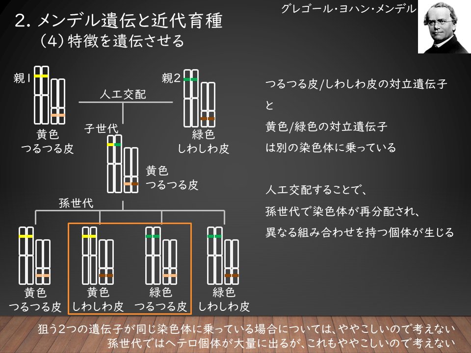 あかまる ところが 遺伝子を遺伝させて 良い特徴を持った子供を選べばok ではありません 同じような特徴をもつ子孫でも 対立遺伝子のパターンはバラバラで 更にそこから種を取るとぜんぜん違う個体が出現してしまいます 対立遺伝子が完全に揃った