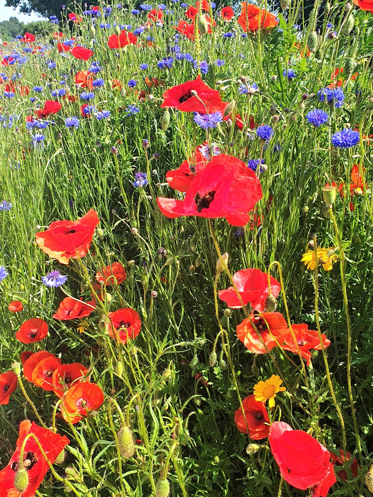 marymillet69's tweet photo. Bravo la #ccvg pour ce magnifique aménagement cyclable ! #balade #nature #coquelicots et #bleuets https://t.co/bE1eH7o3XY