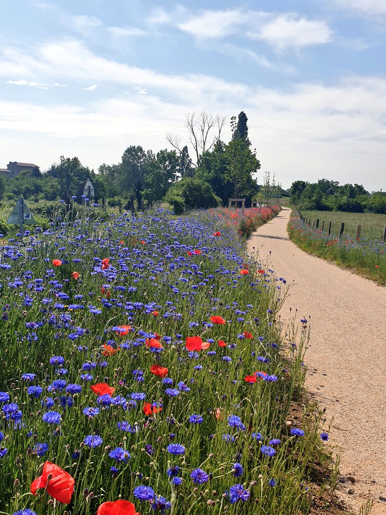 marymillet69's tweet photo. Bravo la #ccvg pour ce magnifique aménagement cyclable ! #balade #nature #coquelicots et #bleuets https://t.co/bE1eH7o3XY