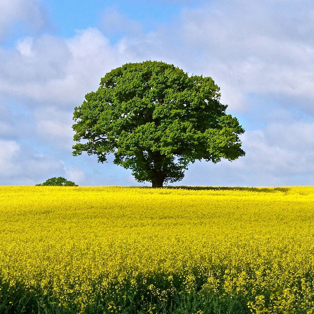 Nice splash of colour 🌳 #ThePhotoHour #StormHour #Staffordshire #BBCWthrWatchers #Gnosall #staffsskies #hellostaffs #visitstaffordshire