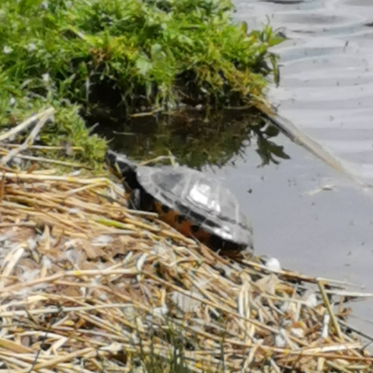 MindyTimney's tweet image. A lovely little shuffle to see the cygnets. A terrapin popped up too.