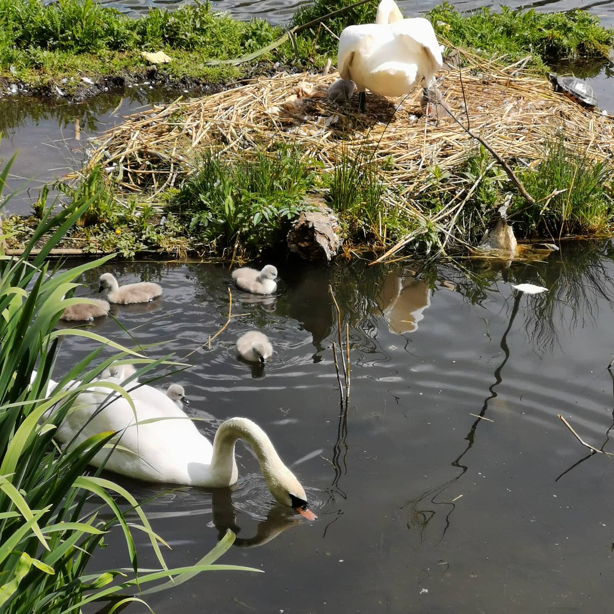 MindyTimney's tweet image. A lovely little shuffle to see the cygnets. A terrapin popped up too.