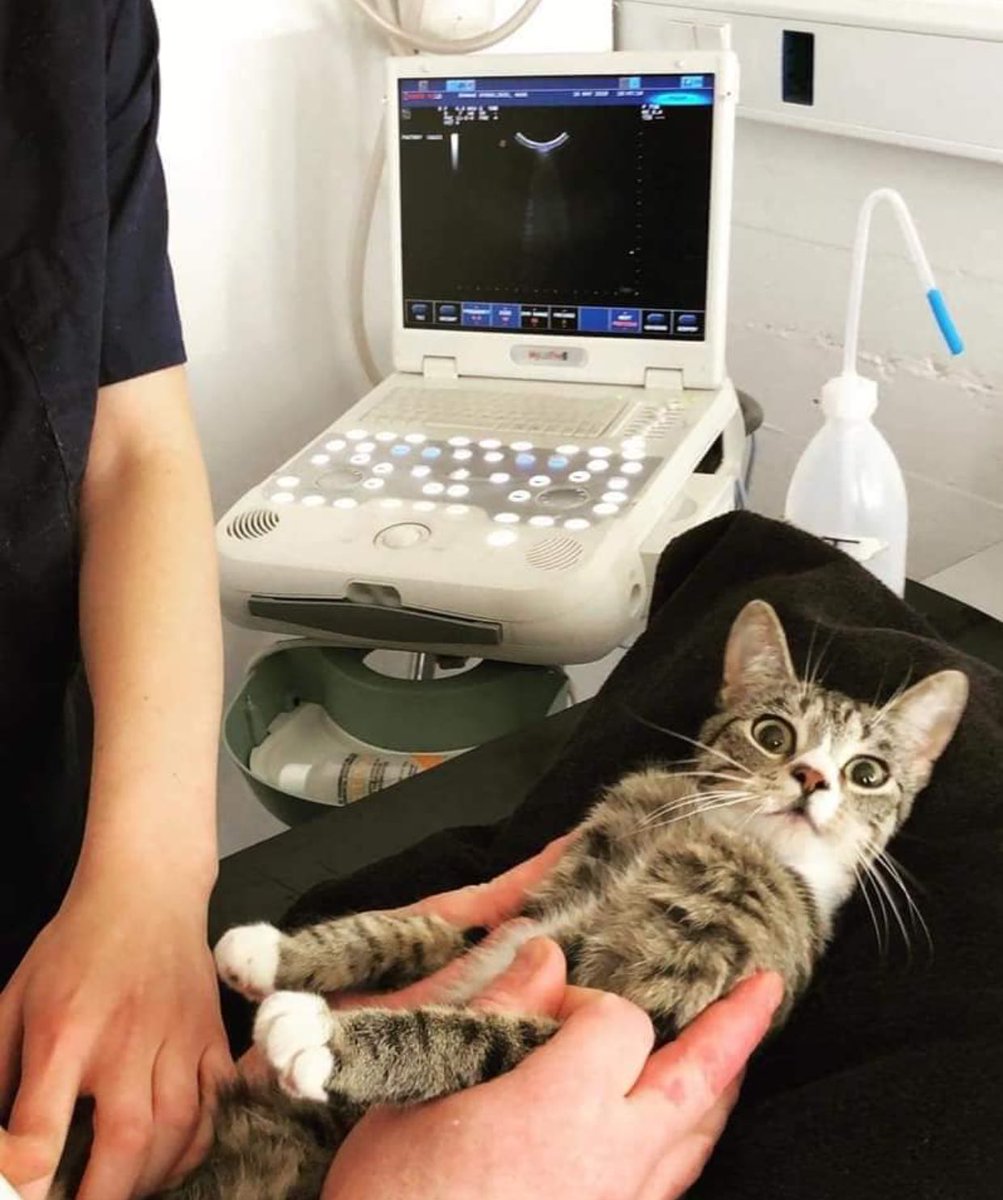 tyomateee's tweet photo. 1枚目猫 私は妊娠してません！
2枚目猫 え…？
3枚目猫 嘘やん… https://t.co/t4WpnYWqwU