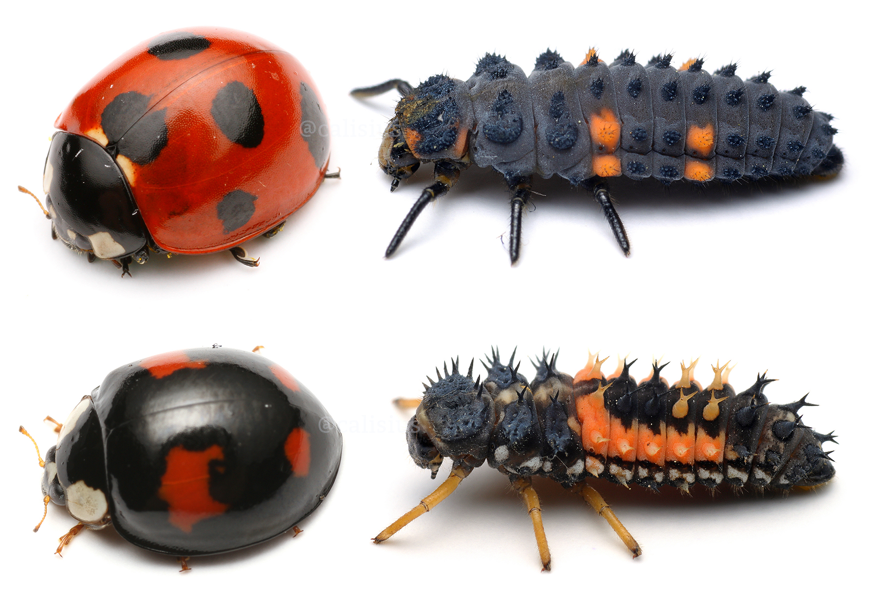 ピン セイダイ Nagashima Seidai 上がナナホシテントウさんの成虫と幼虫 下がナミテントウさんの成虫と幼虫 ところでこいつらは混生するけれど 棲み分けや生態的な違いはどれくらいあるんだろう T Co Yp1hbdzbxn Twitter