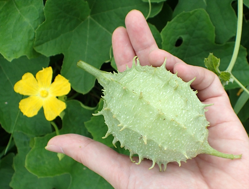 パツ子 トゲヘチマ Luffa Operculata を御存知でしょうか トゲヘチマは名前の通りトゲトゲした実ができるヘチマなのですが 中身のスポンジは丸っこい形をしています どうです かわゆいでしょう T Co Lqgfkwcshl Twitter