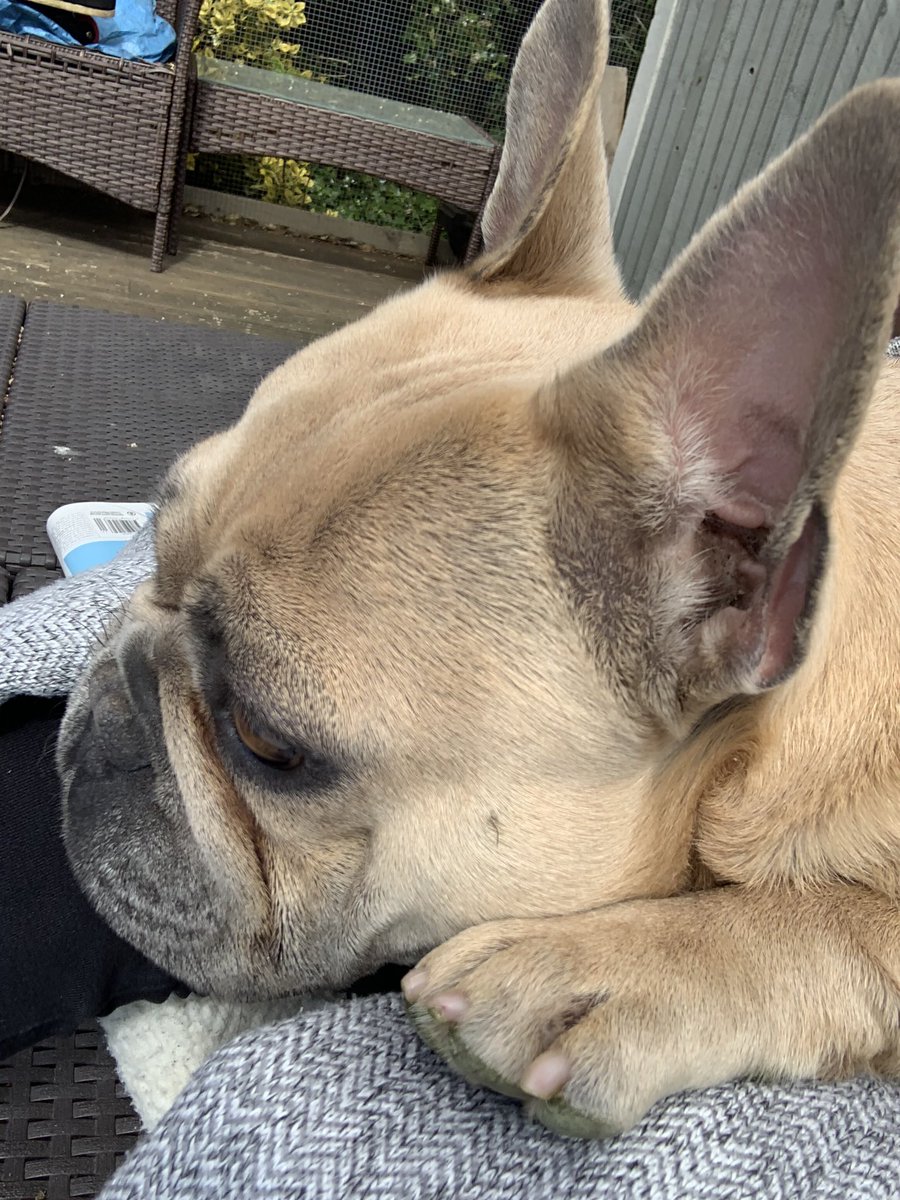 coco_th's tweet image. Vets at 13.30 today, I’m praying that vet man will help me too stop my itches 😩 #frenchieproblems