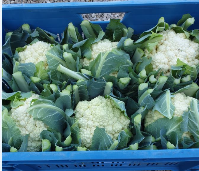 VeilingBelOrta's tweet photo. Gisteren verkochten we de allereerste BelOrta witte romanesco kool #primeur #VerbazendPlezant https://t.co/XI89pQvsh1