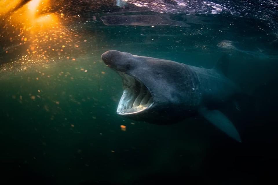 haleydolton's tweet photo. Some of the most beautiful #BaskingShark pictures I’ve ever seen 😍😍😍 Taken off the west coast of Ireland by @KarbusGeorge https://t.co/yxyarO65uc