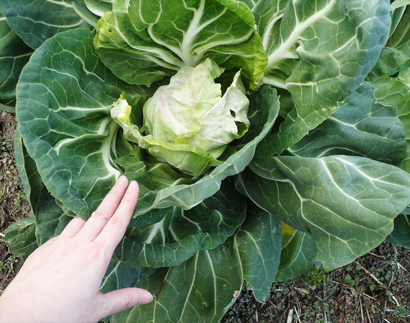 パツ子 杖キャベツ Walking Stick Cabbage は知る人ぞ知るケールの一種で 高さ2 3mにもなり 長くて丈夫な茎は加工されてステキなステッキになります 一度育ててみたいと思って種を取り寄せたんだけど 日本でもうまく育つんだろうかコレ パツ子 杖キャベツ Walking Stick Cabbage は知る人ぞ知るケールの一種で 高さ2 3mにもなり 長くて丈夫な茎は加工されてステキなステッキになります 一度育ててみたいと思って種を取り寄せたんだけど 日本でもうまく育つんだろうかコレ