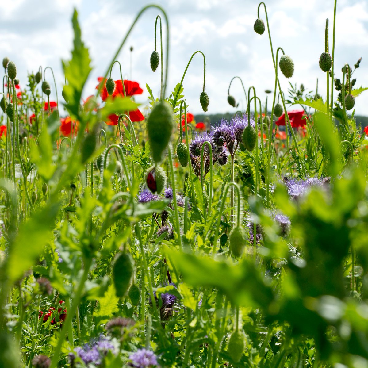 #biodiversboeren (17) Kruidenrijk grasland bevat grassen, vlinderbloemigen en kruiden. Het is een van de belangrijke onderdelen van functionele agrobiodiversiteit en van belang voor insecten en weidevogels. Kruidenrijk gras is een zeer goede leverancier van structuurrijk voer.