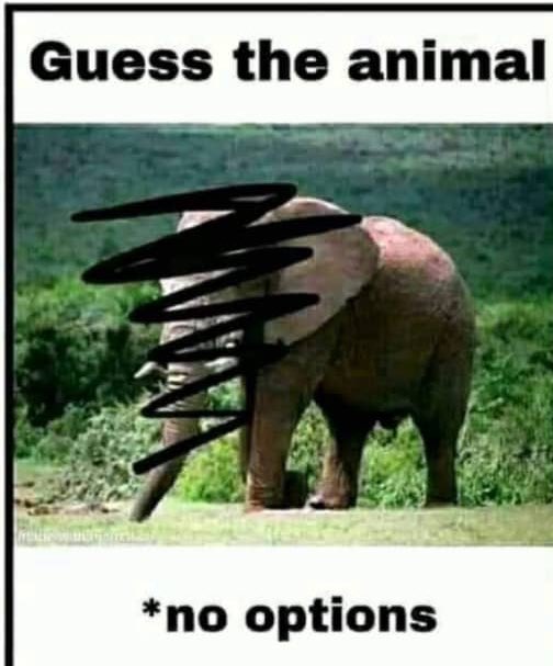 Queen_Halima2's tweet photo. 99% will fail this. What animal is this?      #KenyaVsNigeria #Abuja #Curfew https://t.co/G2SGOnmWQH