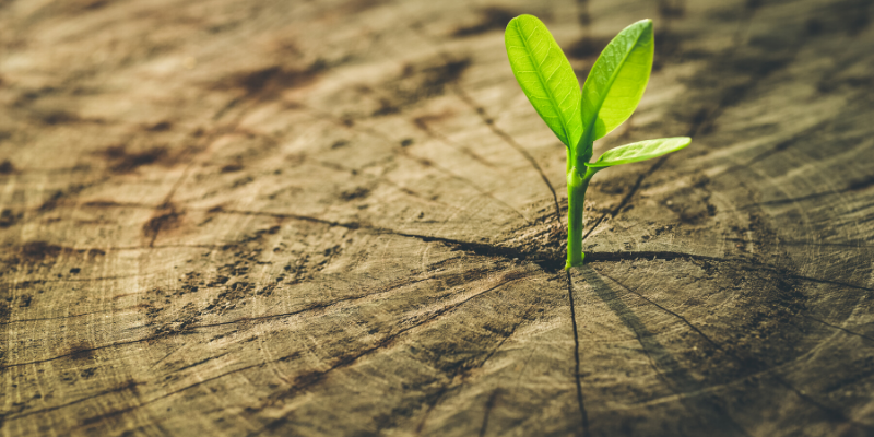 Healing comes from nature and not the physician. Therefore the physician must start from nature with an open mind - buff.ly/30ZEv5N #herbalmedicine #naturalhealth #thenatouraldoctor