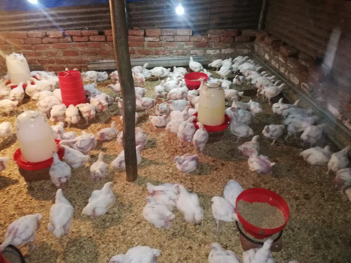 Tash S on Twitter "Do you guys also supply eggs or know any poultry