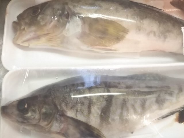 お魚さんのtwitterイラスト検索結果 古い順 お魚さんのtwitterイラスト検索結果 古い順