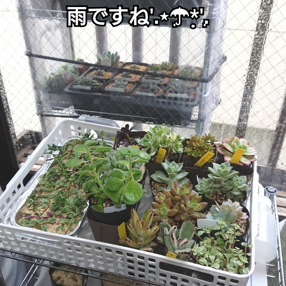 ちまちま多肉植物生活