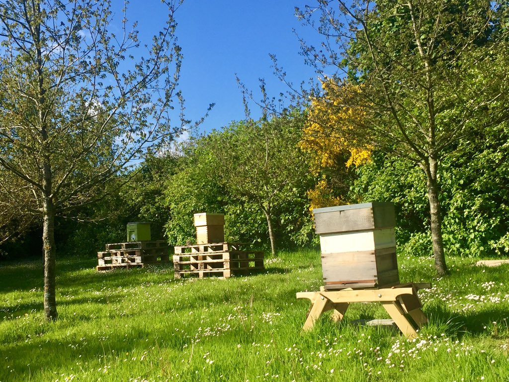 Good Morning... our bees are keeping us busy! Just 3 of our working beehives here in Macreddin #bees #queenbee #hives #honey #pastry #macreddin #wicklow