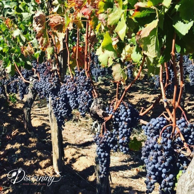 Here's a #throwback to when I visited Bordeaux at harvest time. Would you look at these wonderful vines heavy with succulent grapes? Absolutely beautiful, aren't they? 😍🍇

You can follow my Instagram instagram.com/discerningfood… to see more of my adventures. ❤️