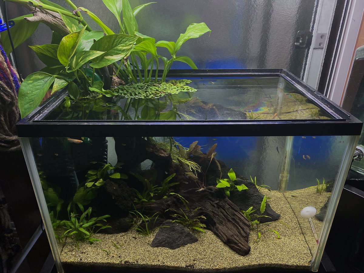 Super Kobuta ヤマサキカズラとかはどうやって植えてますか 今オープンアクアリウムしたいと思ってるんですけどそうゆう植物とかシダ とかはどう植えればいいのか分からなくて 植えなくても水中にぶら下げる 感じでもいいんですか Super Kobuta ヤマサキカズラとかはどうやって植えてますか 今オープンアクアリウムしたいと思ってるんですけどそうゆう植物とかシダ とかはどう植えればいいのか分からなくて 植えなくても水中にぶら下げる 感じでもいいんですか