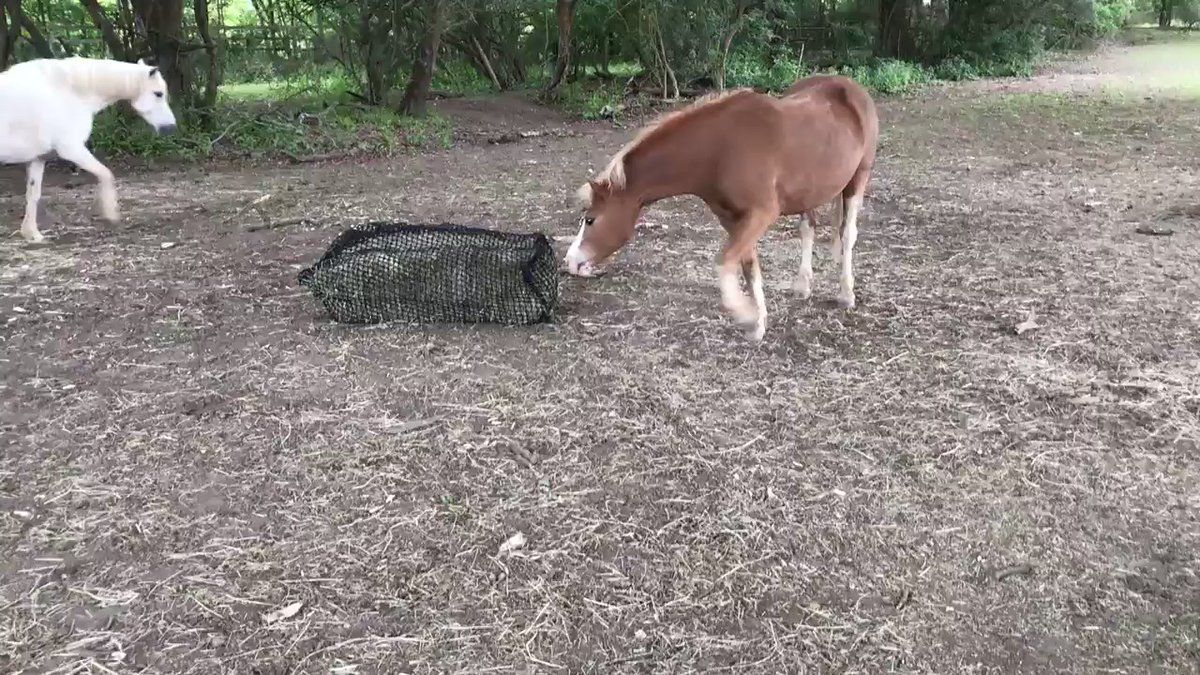 SandLTH's tweet image. The girls try out our new @TrickleNetUK on the track earlier this week! #therapyhorses #tracksystem #HorsesofTwitter