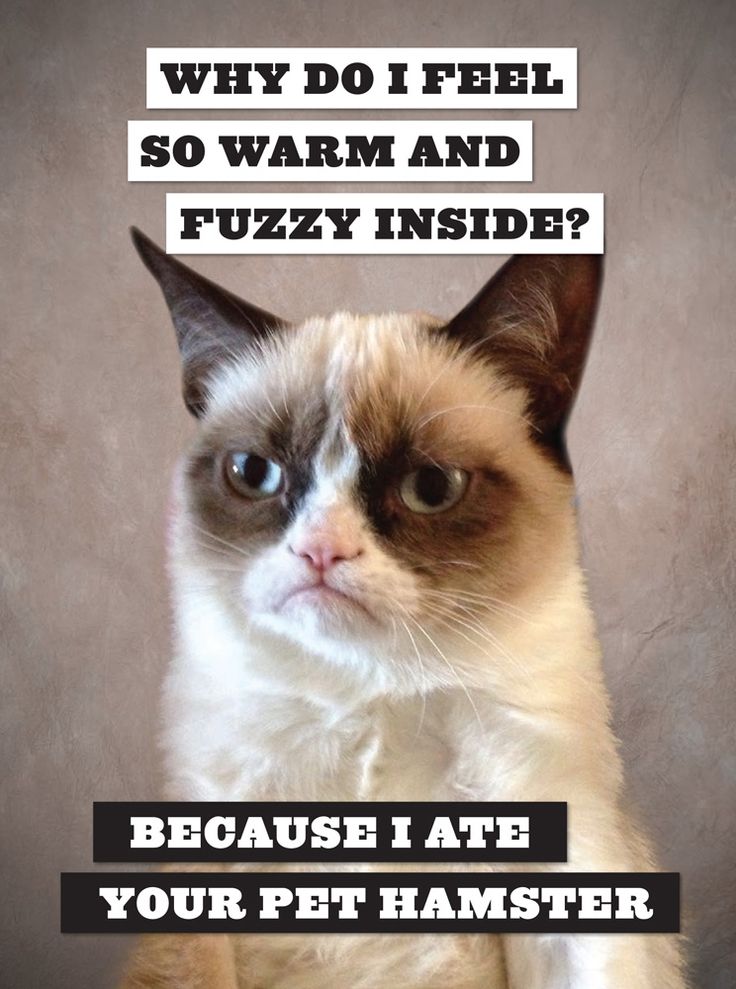 CardamomZlop's tweet photo. 5 Hilarious Grumpy Cat Pictures @Mandy Bryant Bryant R this is terrible and funny at the... #laughter #snicker #smirk #clever https://t.co/XXGeqnaROi