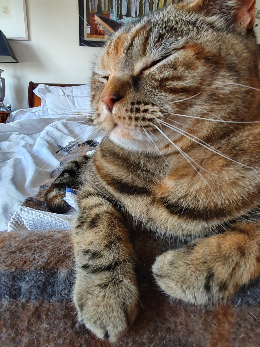 WillowWooBag's tweet photo. Dropping off on this #Caturday morning https://t.co/7ivZ9nvjUk