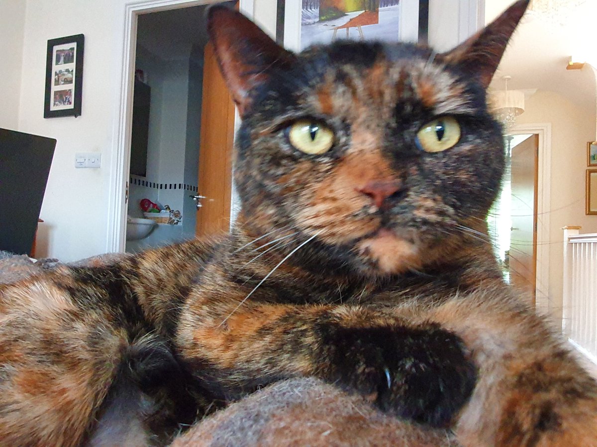 brambleboobag's tweet photo. Have a multi-colour dreamcoat #Caturday ! https://t.co/v7QtojNr5h