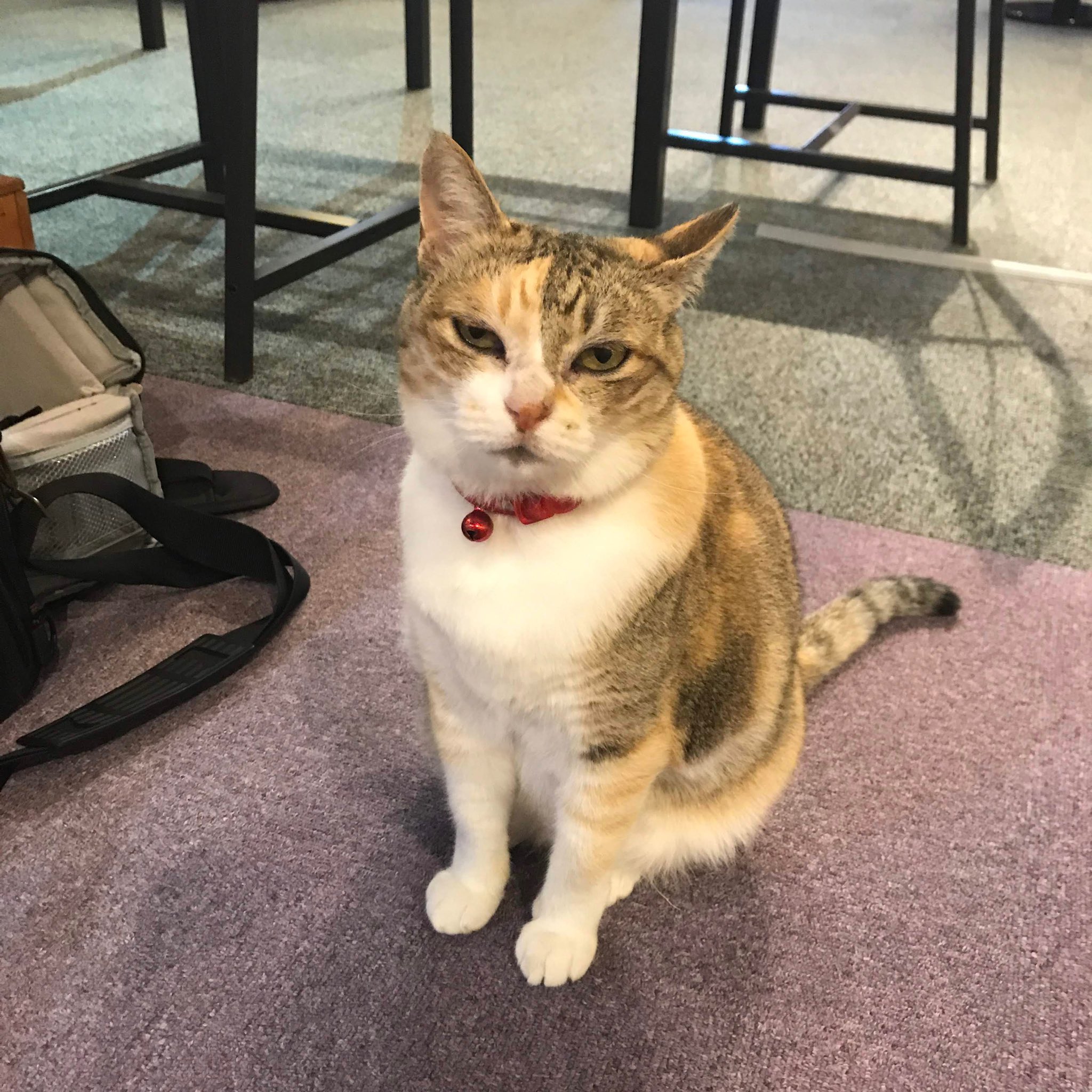 まゆ 事業ディレクター カメラオババ 拡散お願いします このねこさんをみかけたらご一報ください まむしの湯の営業部長のみーちゃん 散歩の途中 福岡市早良区室見団地付近で居なくなったなったそうです 福岡市 早良区 室見団地 迷い猫 迷子猫