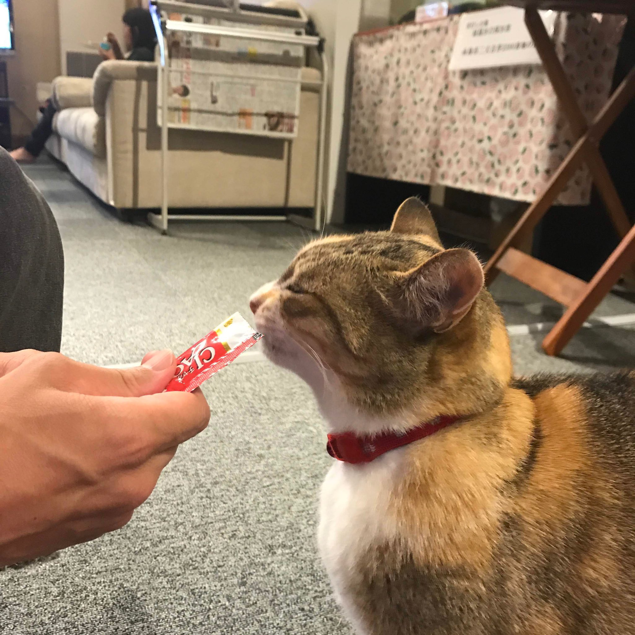まゆ 事業ディレクター カメラオババ 拡散お願いします このねこさんをみかけたらご一報ください まむしの湯の営業部長のみーちゃん 散歩の途中 福岡市早良区室見団地付近で居なくなったなったそうです 福岡市 早良区 室見団地 迷い猫 迷子猫 まゆ 事業ディレクター カメラオババ 拡散お願いします このねこさんをみかけたらご一報ください まむしの湯の営業部長のみーちゃん 散歩の途中 福岡市早良区室見団地付近で居なくなったなったそうです 福岡市 早良区 室見団地 迷い猫 迷子猫
