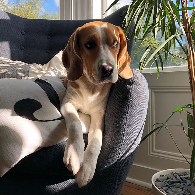 DarwinLeeds's tweet photo. Saturday morning sunshine ☀️💤
.
.
.
#darwinleeds #saturday #saturdaymorning #weekend #lazymorning #lazyweekend #morningsunshine #sundaysnooze #hischair #donotdisturb #notgettingup #nap #naptime #snooze #snoozing #beagle…

📸 https://t.co/RSCmJYkzf9 via https://t.co/vQrUJWGINM https://t.co/7ciAX74nXf