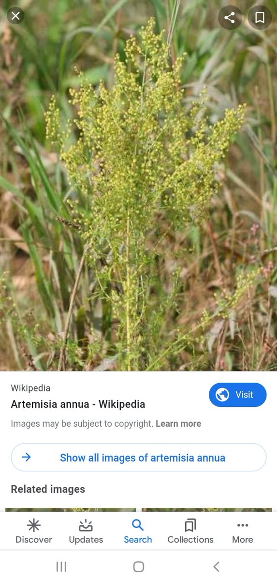 Artemisia annua - Wikipedia