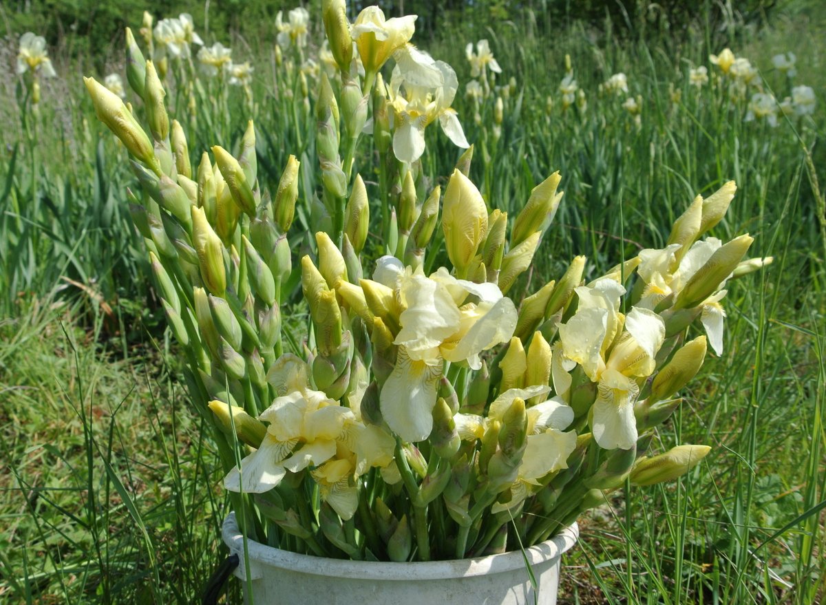 FarmaBlatnicka's tweet photo. Tyto #kosatce jsou pro Pražáky. :-) Rádi natrháme i pro Vás.
Sezona kosatců začala. Vybírejte na ➡️ https://t.co/1TZhQgBOLS https://t.co/O2mnfp72rh