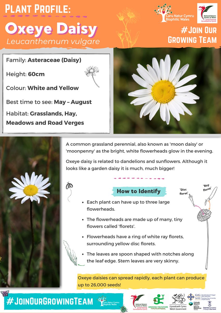 BiophilicWales's tweet photo. We’ve made some plant profiles for your #JoinOurGrowingTeam species, so you can get to know your wildflowers a little better.
Here’s our first #JoinOurGrowingTeam plant profile: Oxeye Daisy
We hope you can learn to spot some in the wild!
🌼🌼🌼 https://t.co/JoiEqGqHRA