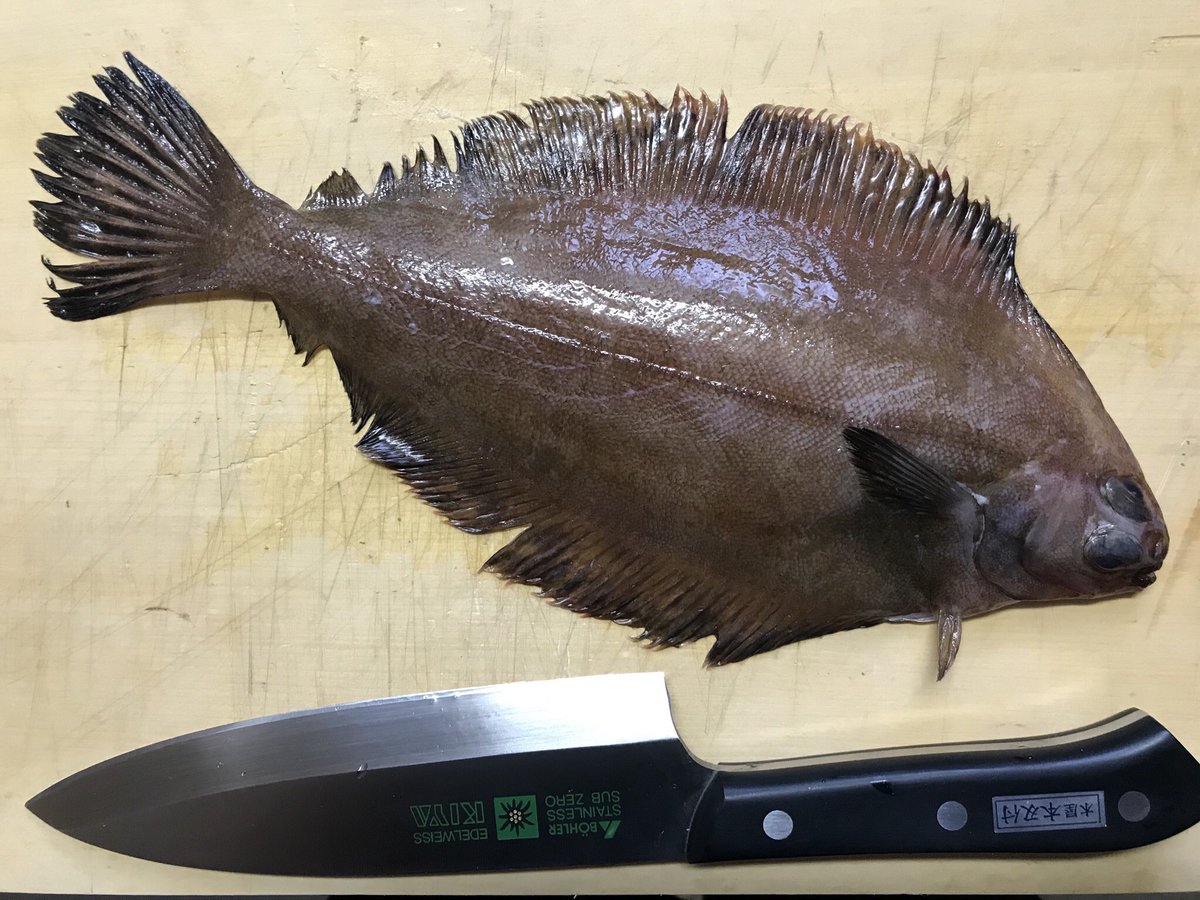 はやと はやとちゃんねる V Twitter 本日のお魚はヒレグロカレイでした カレイ目カレイ科ヒレグロカレイ ナメタガレイ カレイ ヒレグロカレイ ナメタガレイ ナメタカレイ