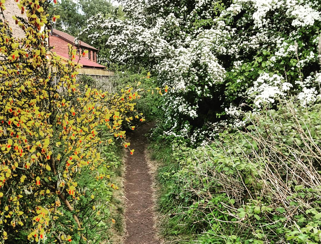 andyclark1973's tweet photo. Yesterdays lockdown walk took me past Springhead golf course and along a newly discovered stretch of the former Willerby to Hull railway line #beechingcuts #lockdown #lockdownwalk #willerby #anlaby #Hull #eastyorkshire #yorkshire #covid https://t.co/m0CUMjDX5s