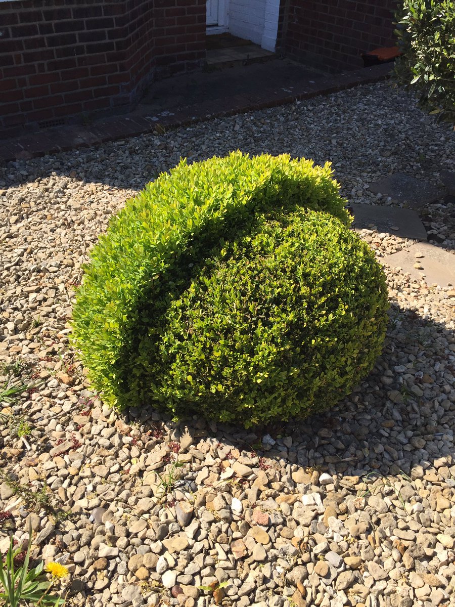 BarrieHowes's tweet image. OK should have been walking the SWCP with @walkingcycling  following @raynor_winn What a Book
So instead had a practice in the garden before cutting the wife’s hair.  Stay Safe Out There @bryhercampsite @BryherShop @HellBayHotel   Great Book @_CatrinaDavies