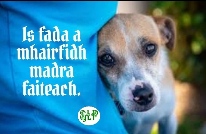 GaeilgeP's tweet photo. Is fada a mhairfidh madra faiteach #madra #eagla #saol #seanfhocal #gaeilge #gaeilgelepád #glp https://t.co/iK7B8oUica