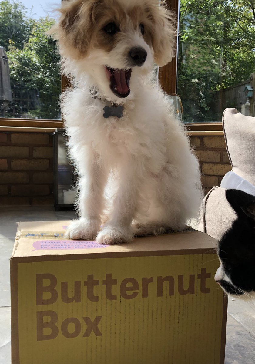 Maggie loved her delivery this morning of @ButternutBox #ButterNutter :)) x