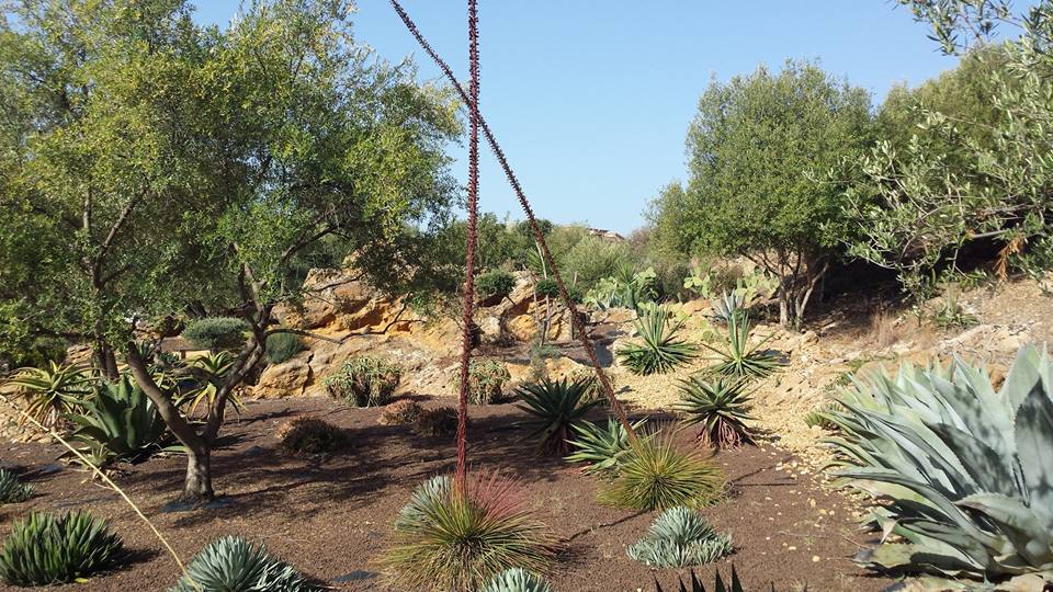 massimobray's tweet photo. Apprendo con piacere l’iniziativa agrigentina di trasformare il Giardino Botanico in un polo espositivo artistico e culturale; un museo immerso nella natura, in grado di tutelare e divulgare la flora locale ma anche luogo di incontro e scambio.
https://t.co/5TlfraciiP https://t.co/bRxxSpfDkc